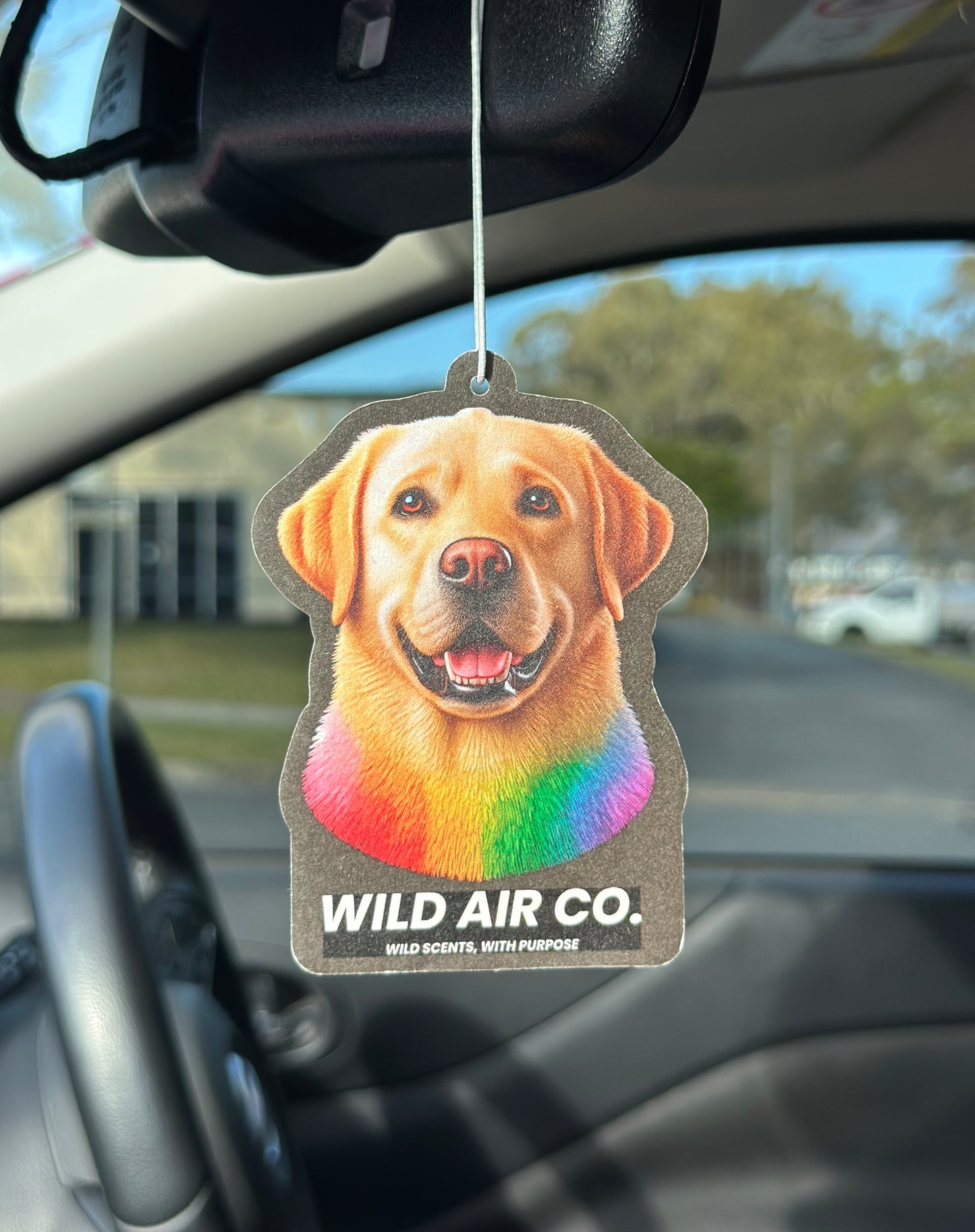 Labrador Dog
