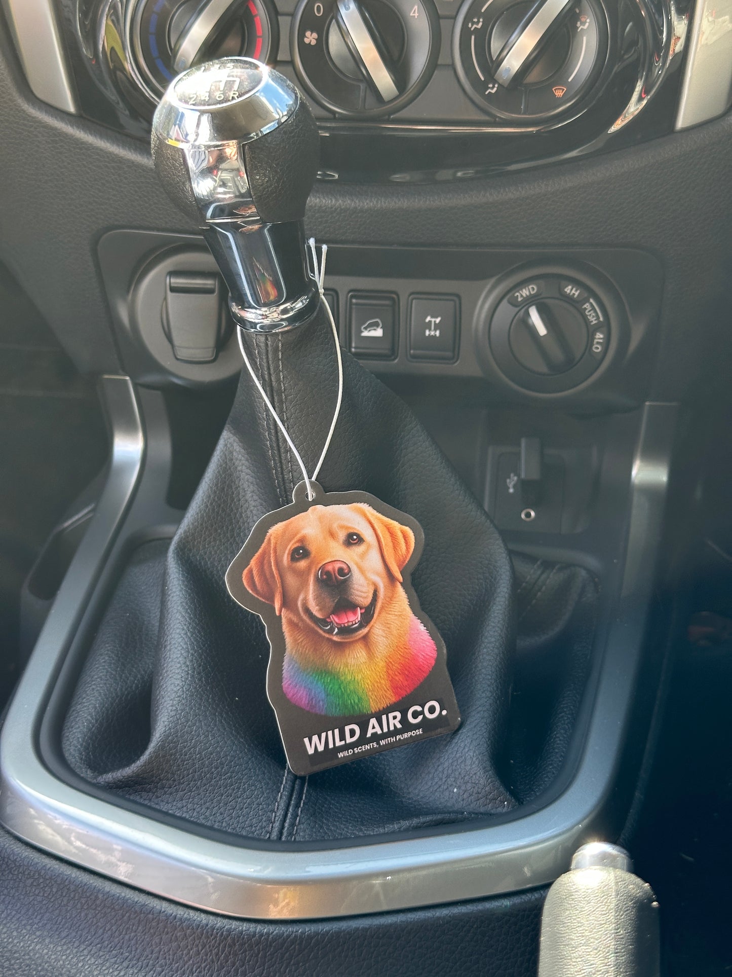 Labrador Dog