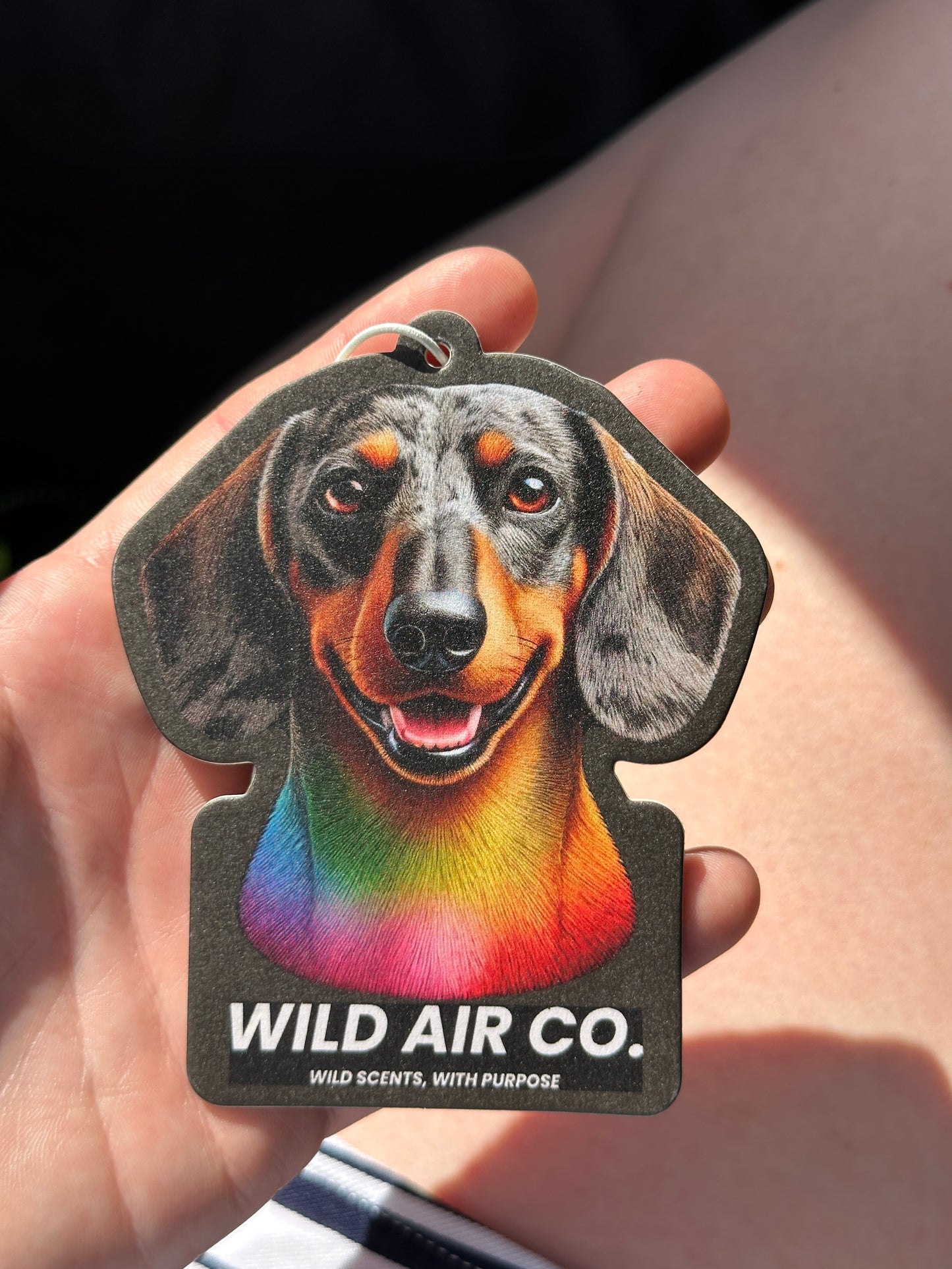 Dachshund Dog