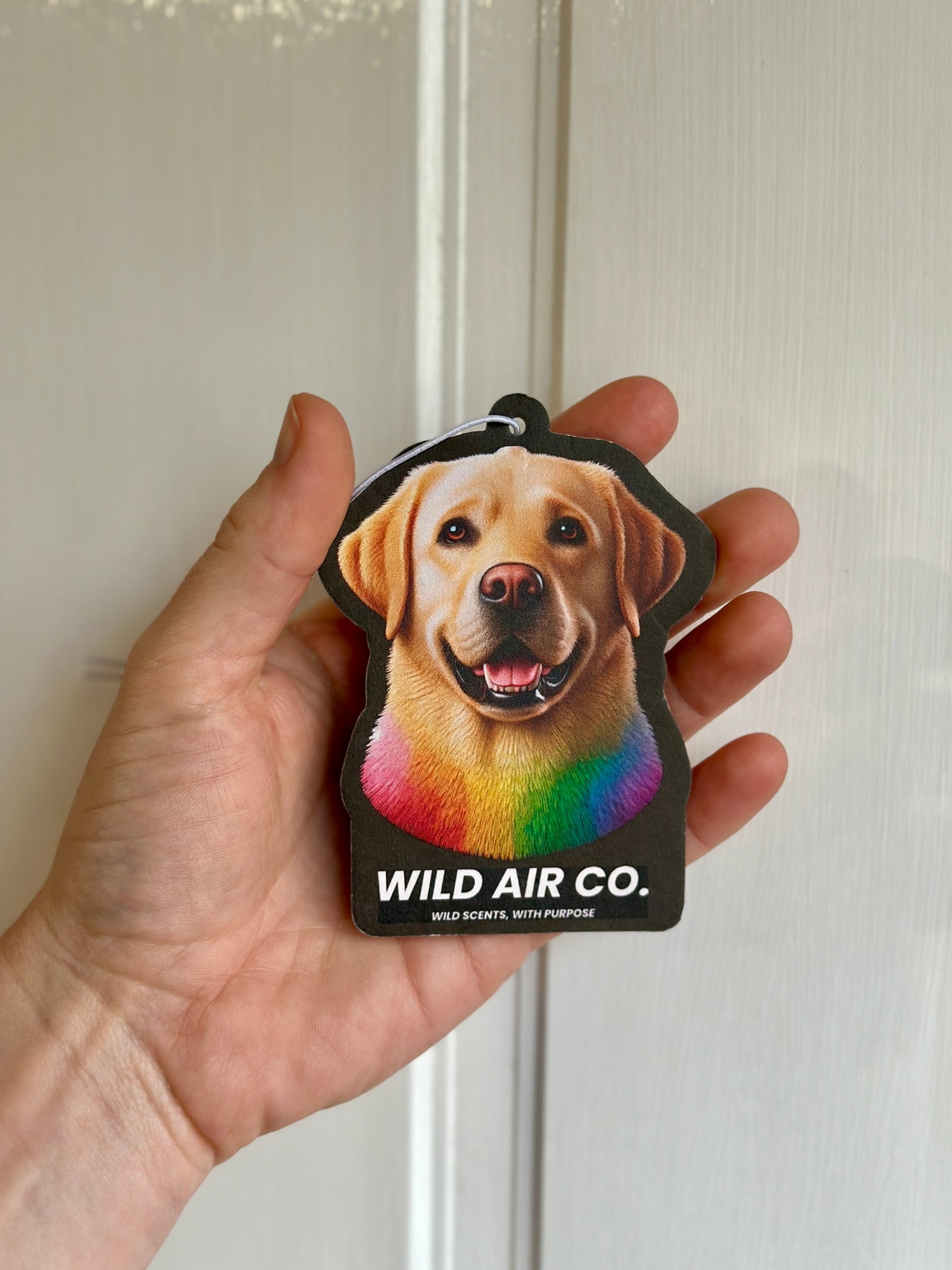 Labrador Dog