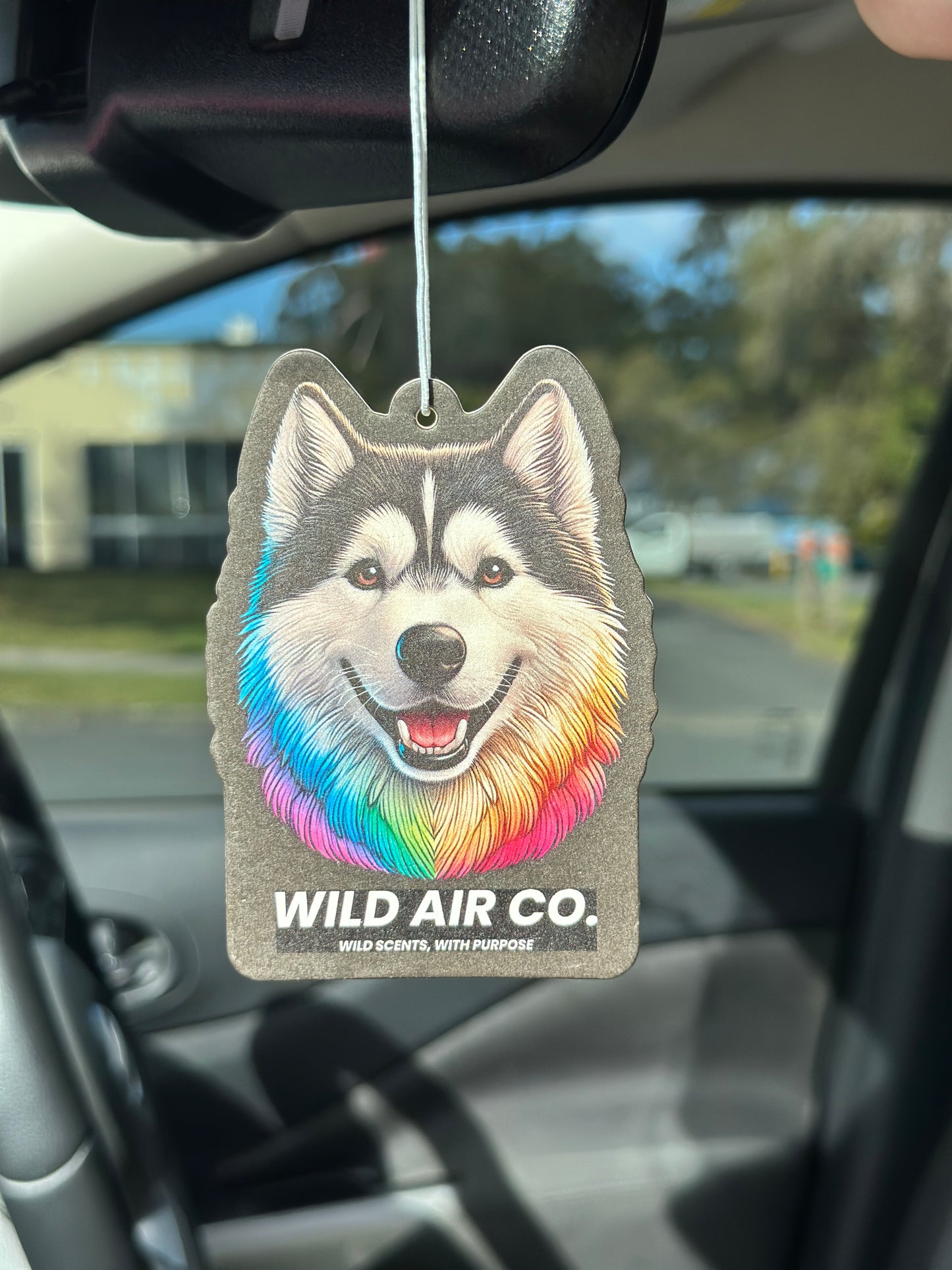 Husky Dog