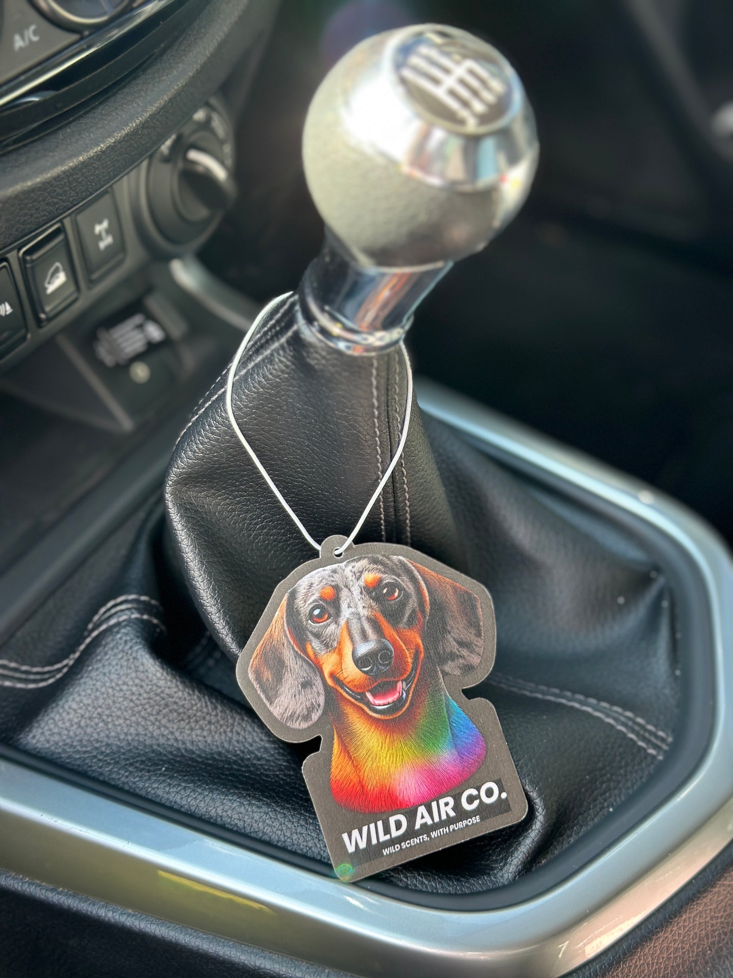 Dachshund Dog