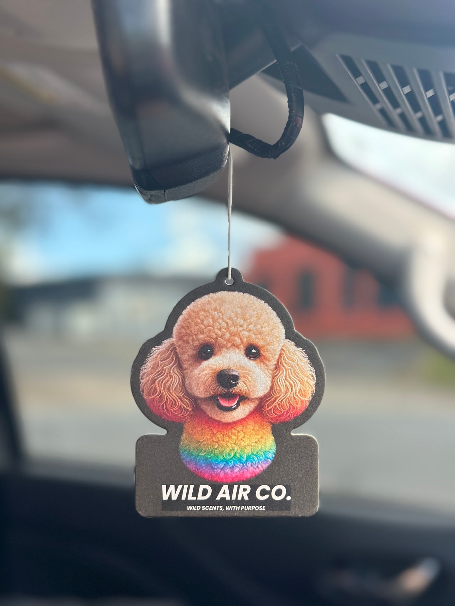 Toy Poodle Dog