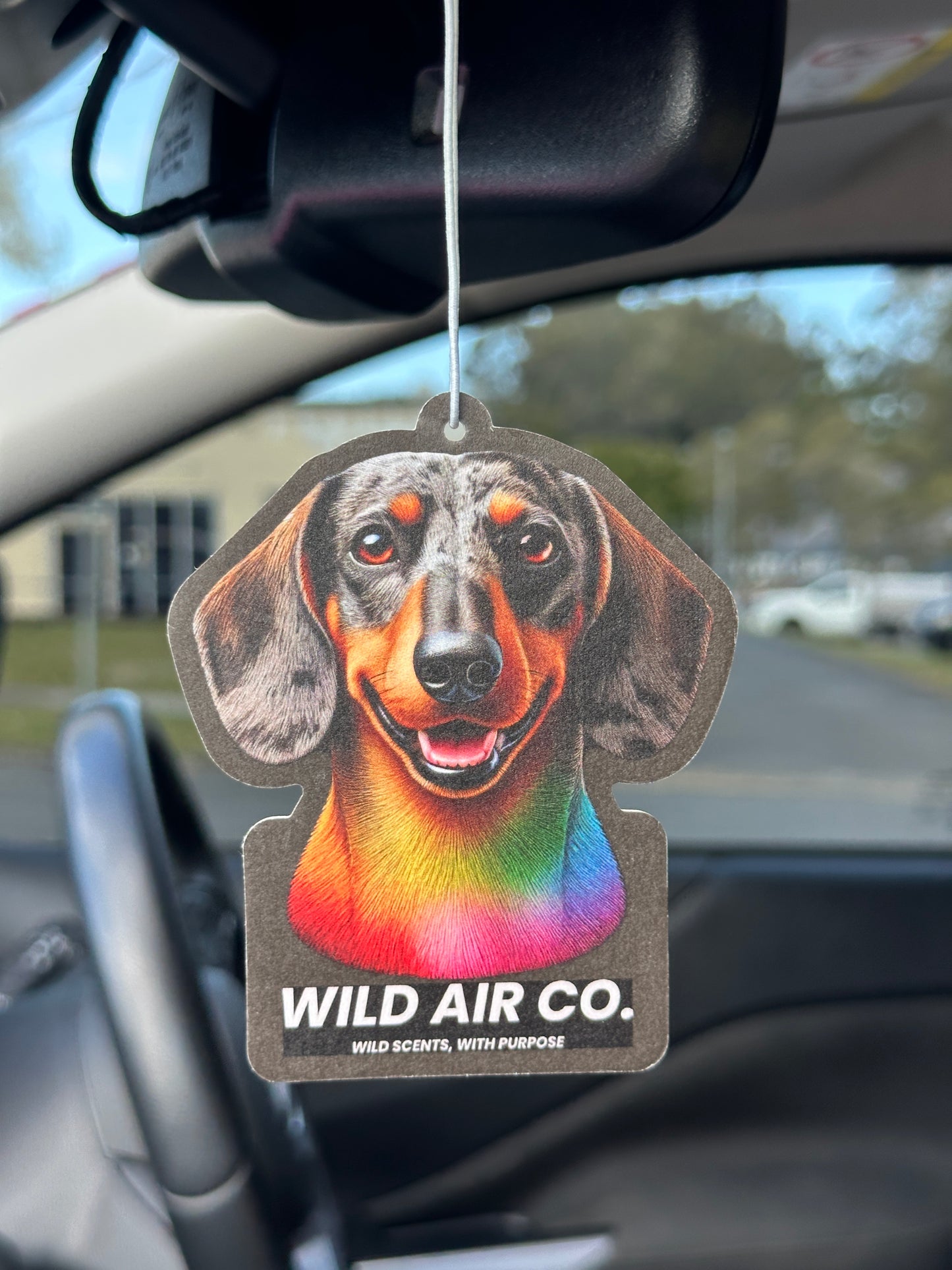 Dachshund Dog