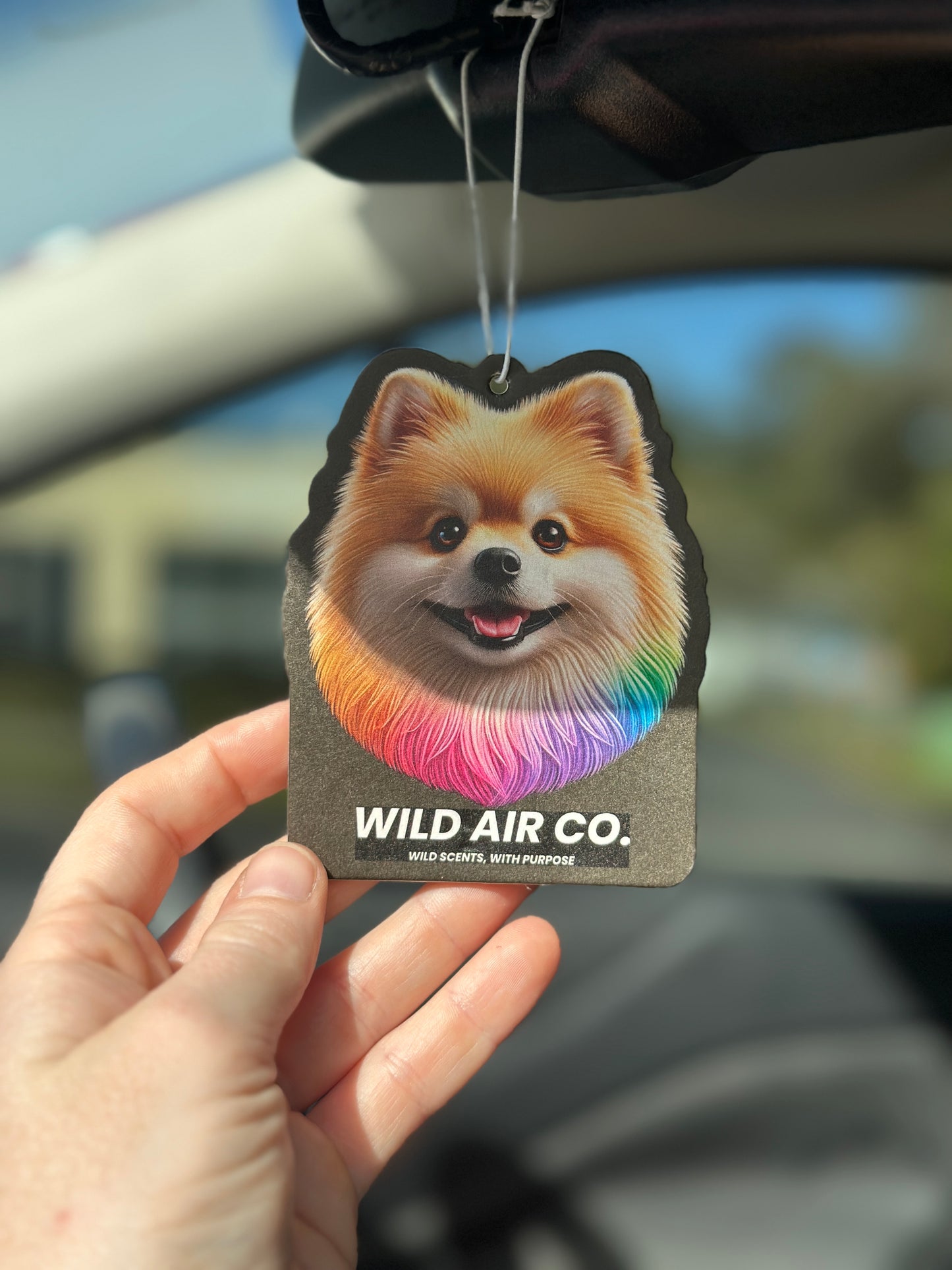 Pomeranian Dog