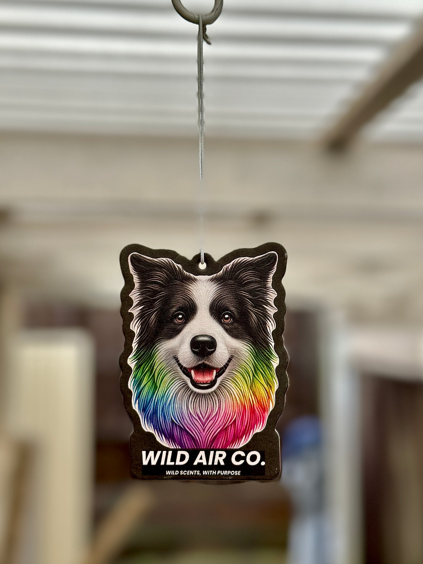 Border Collie Dog