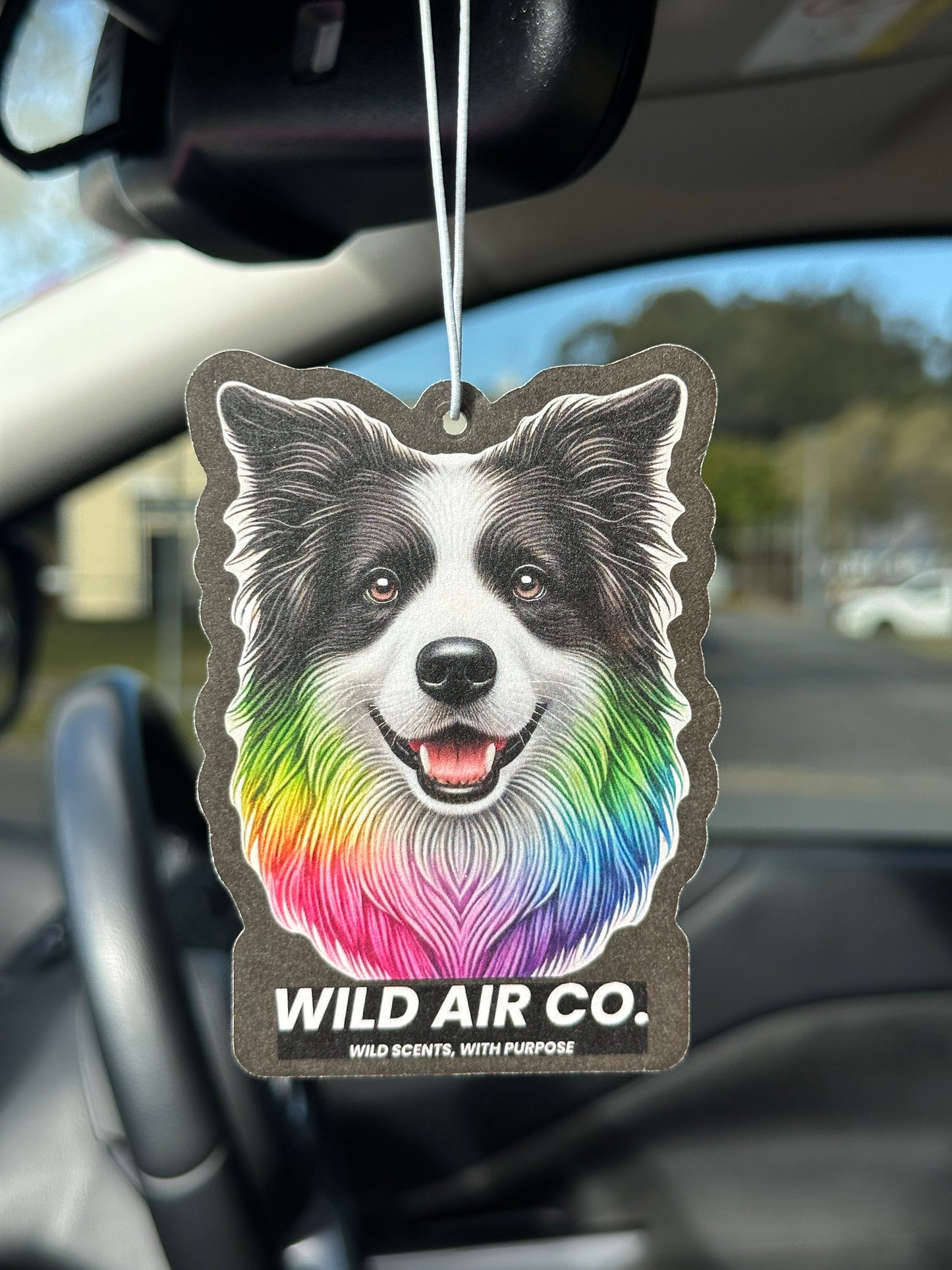 Border Collie Dog