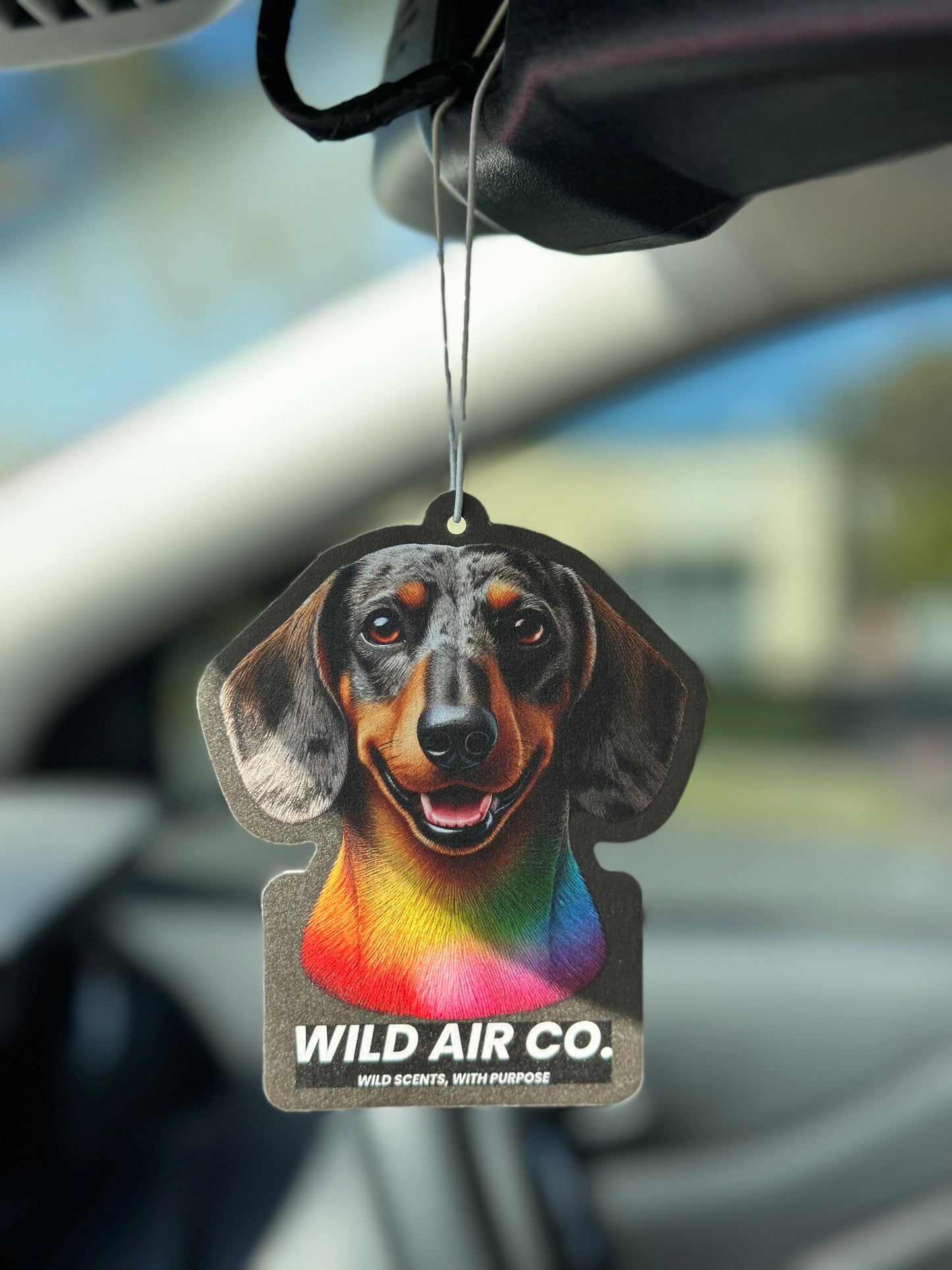Dachshund Dog