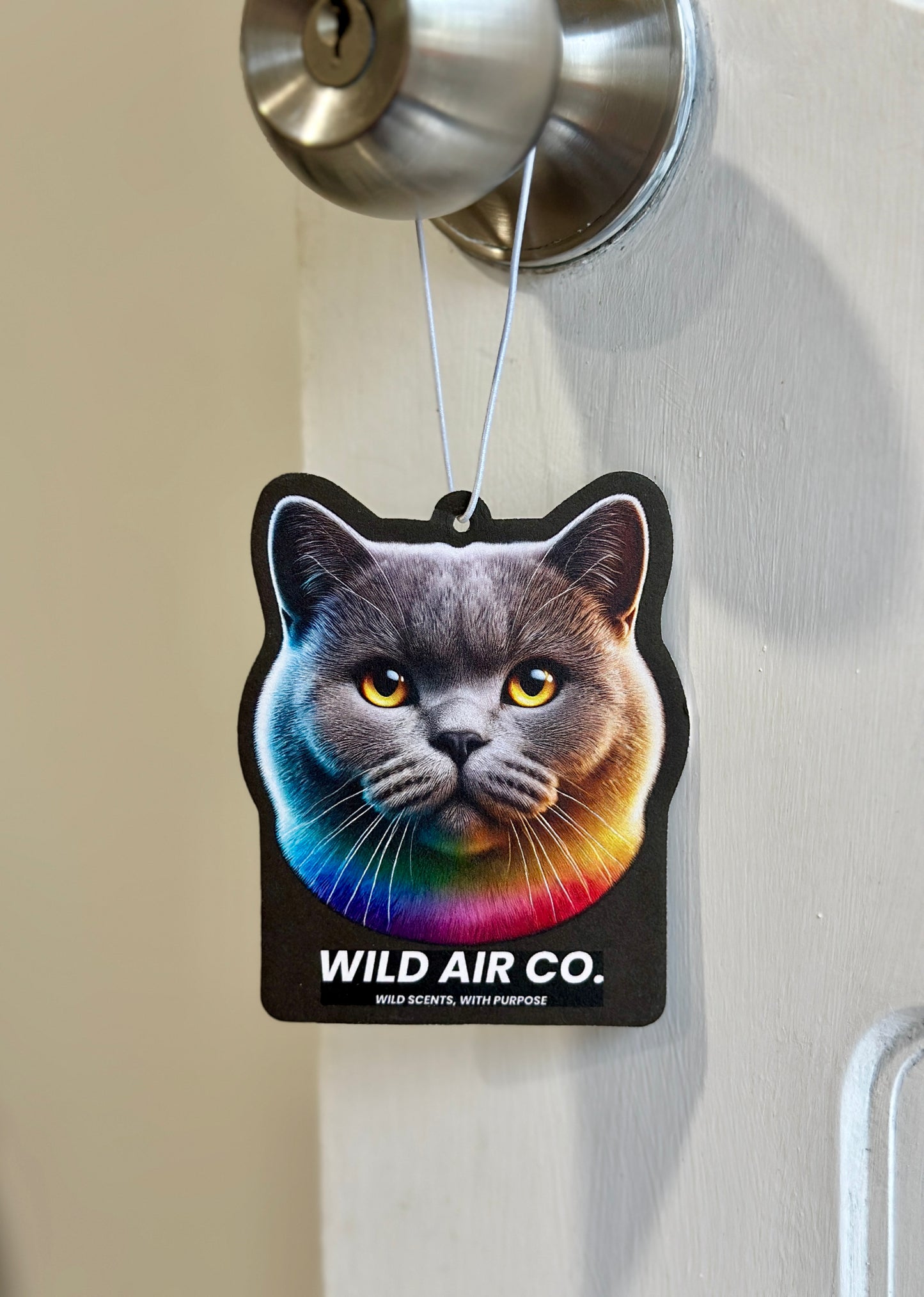 British Shorthair Cat