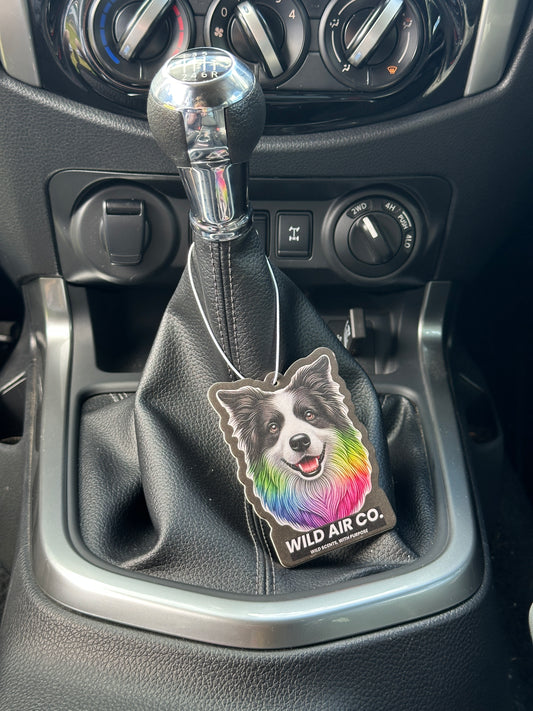 Border Collie Dog