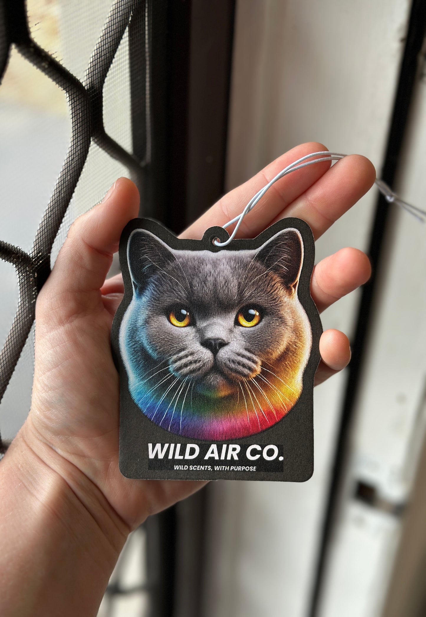 British Shorthair Cat