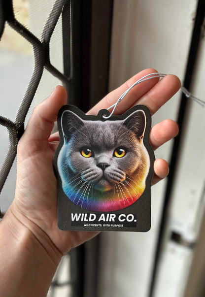 British Shorthair Cat