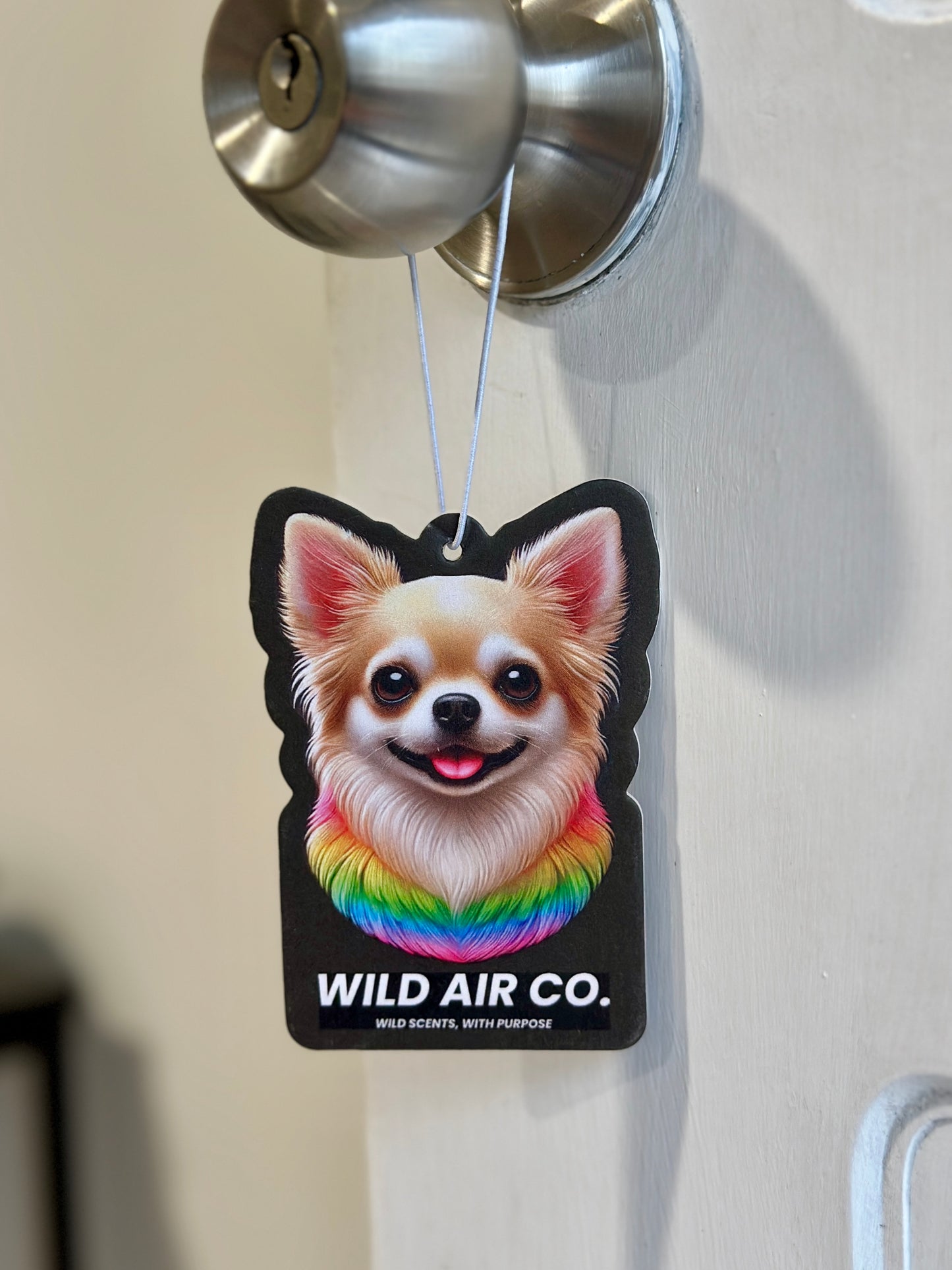 Chihuahua Dog