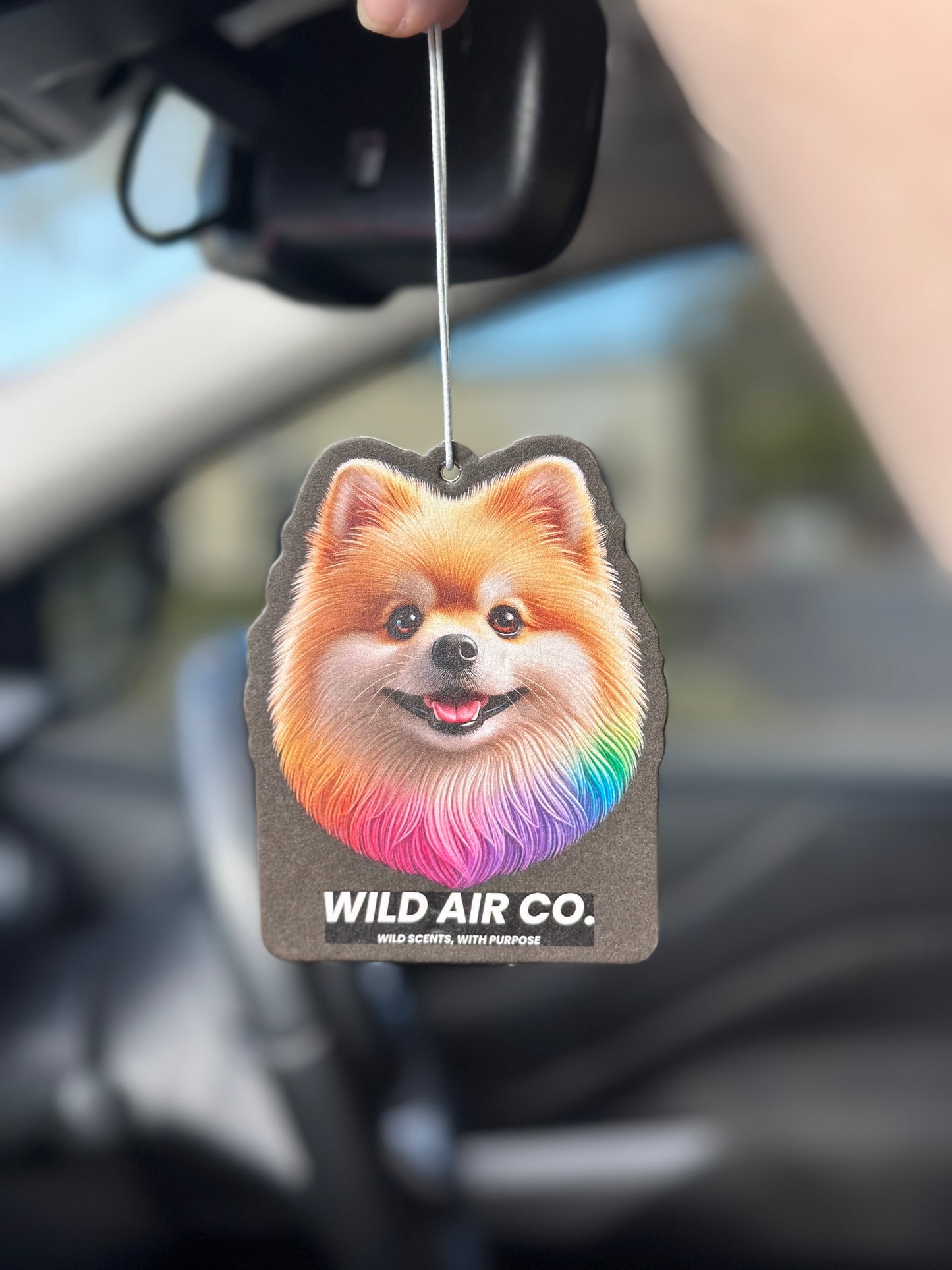 Pomeranian Dog