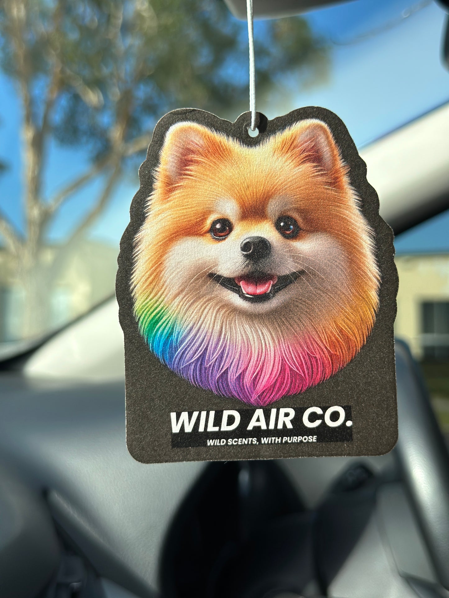Pomeranian Dog