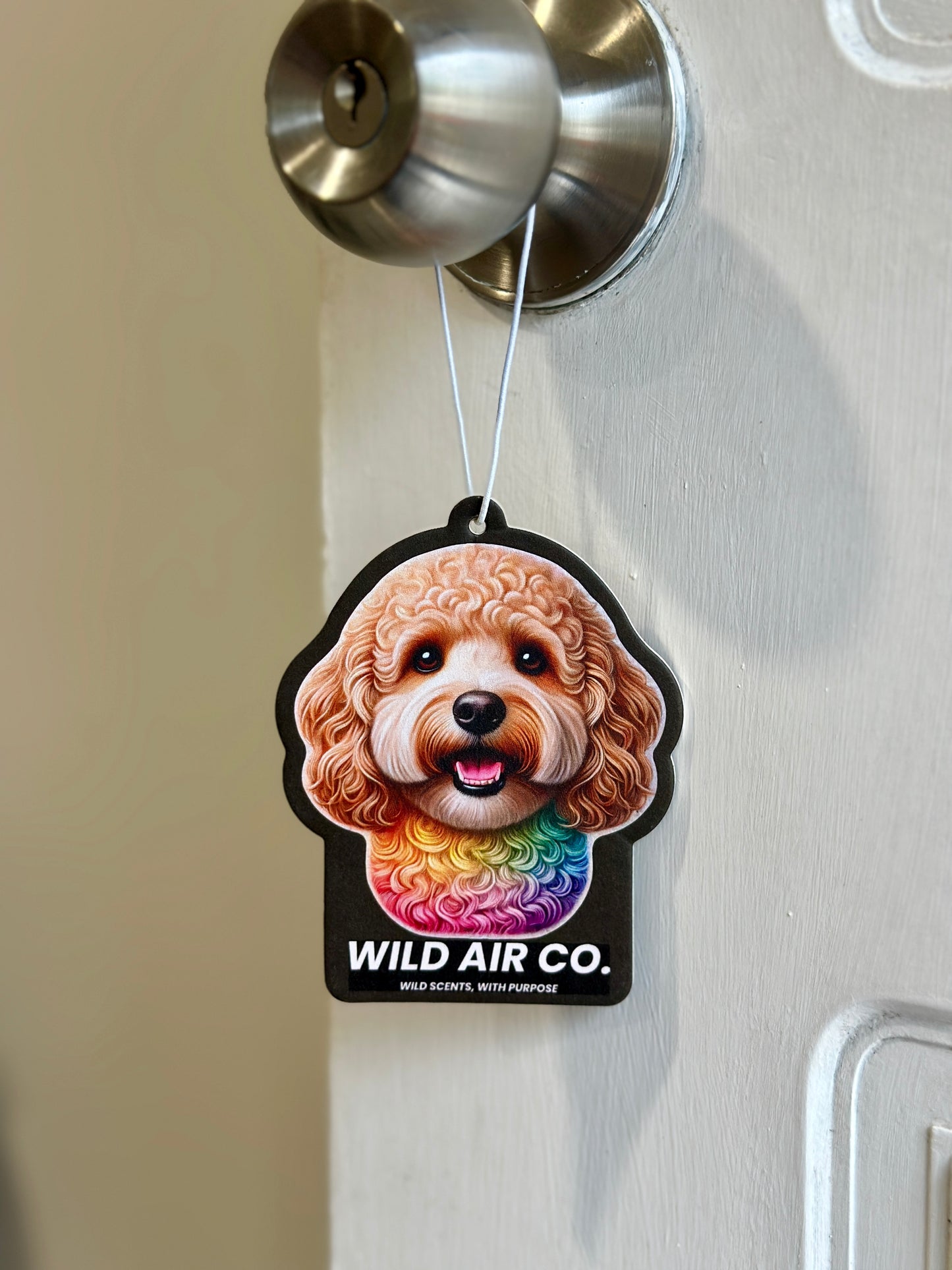 Cavoodle Dog