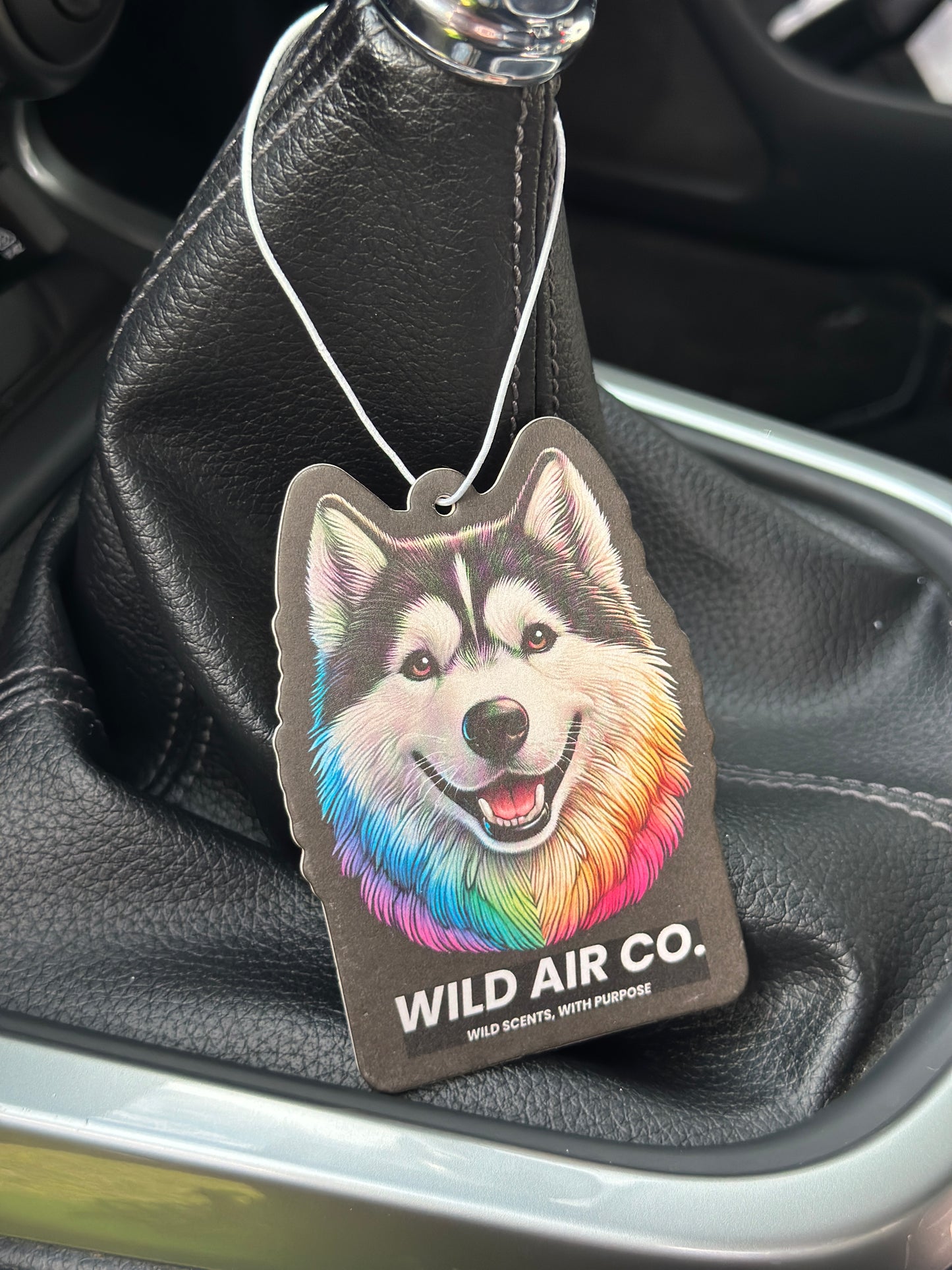 Husky Dog