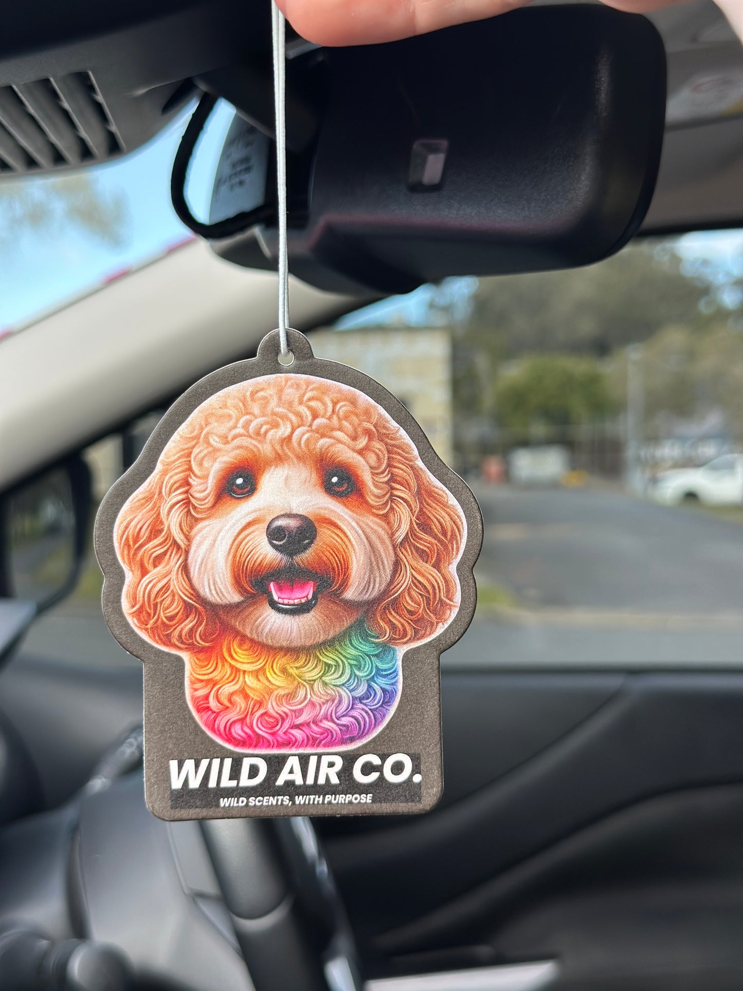 Cavoodle Dog