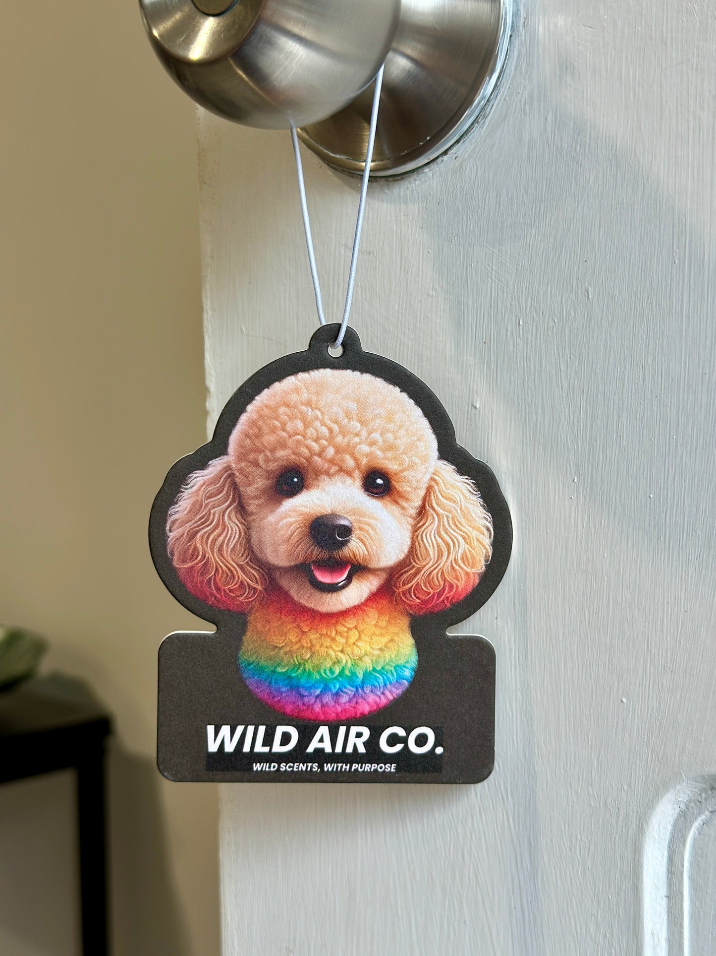 Toy Poodle Dog