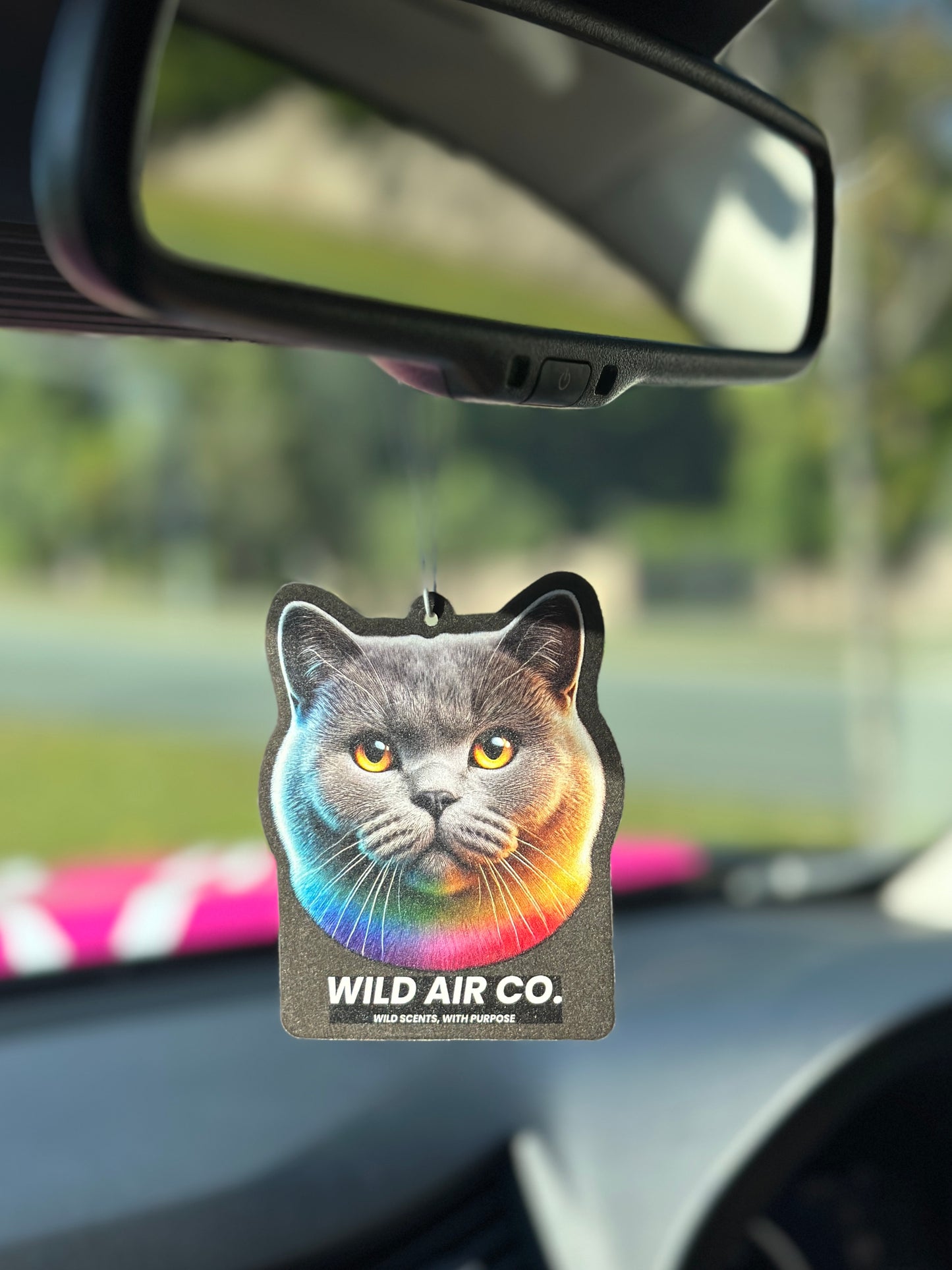 British Shorthair Cat