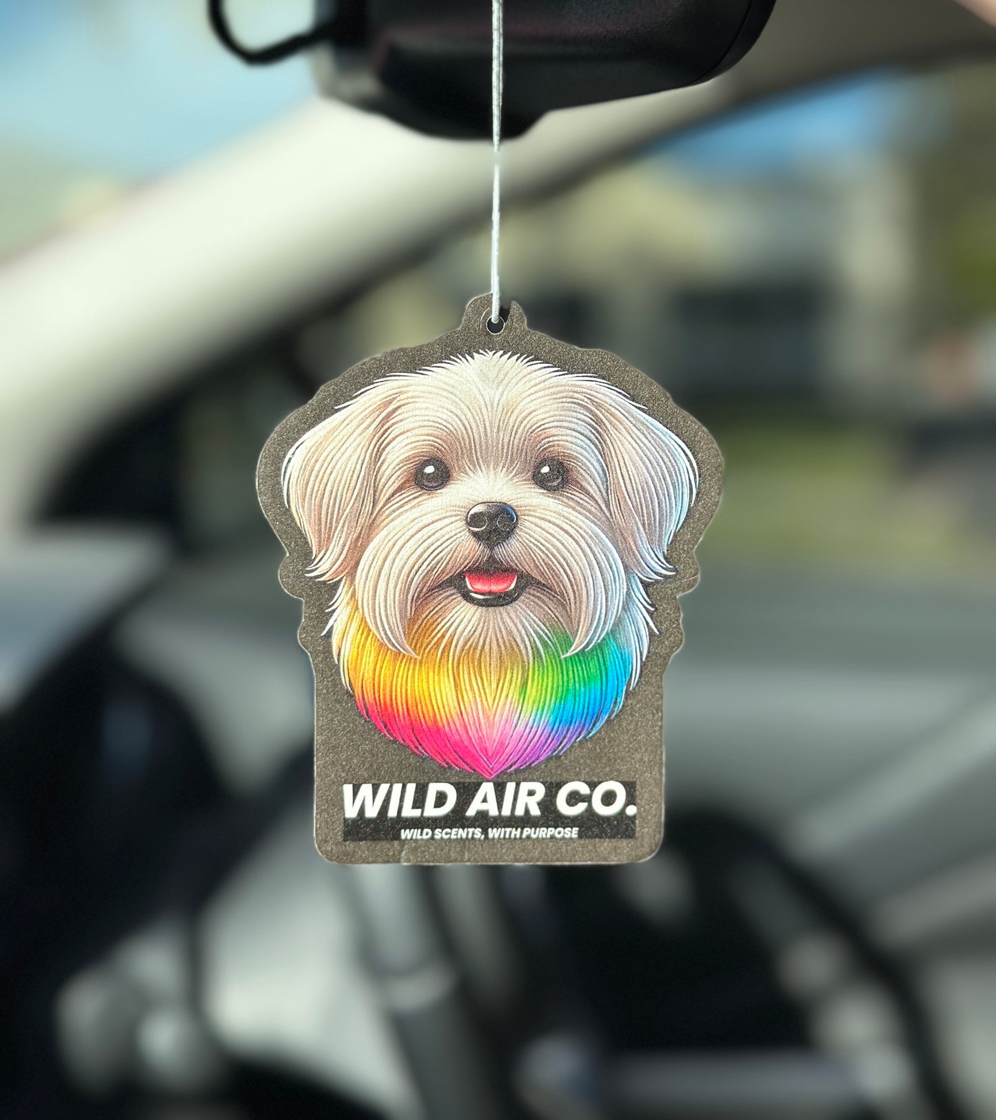Maltese Dog