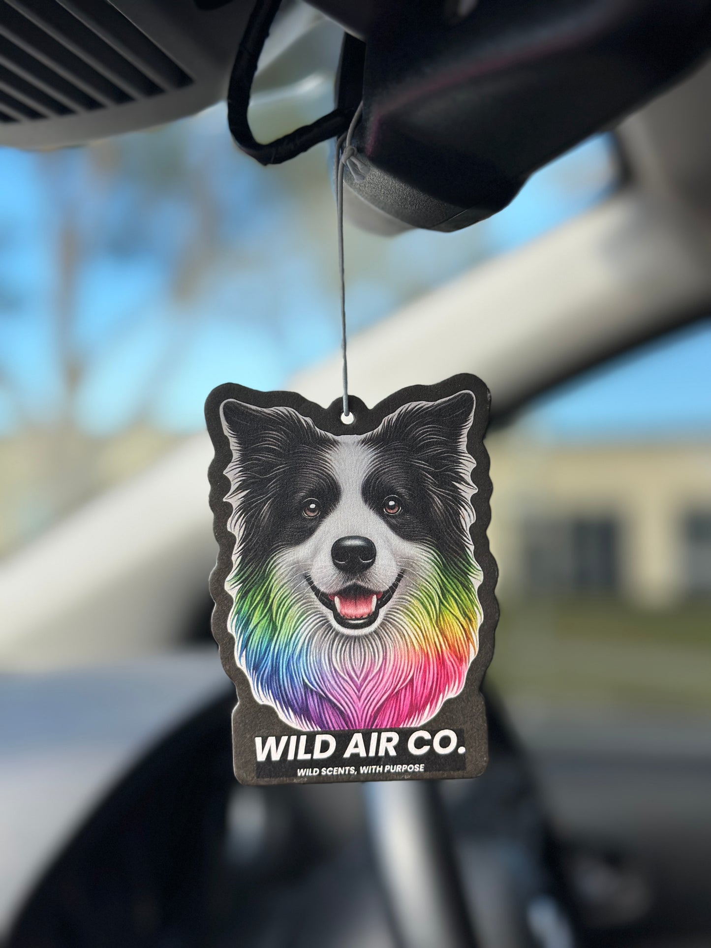 Border Collie Dog
