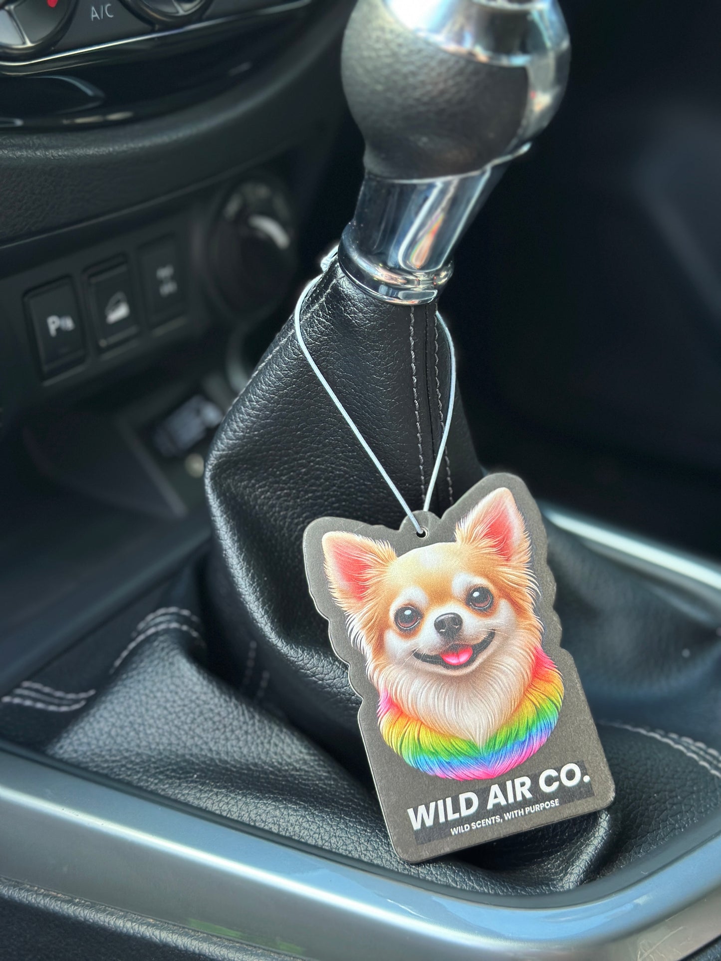 Chihuahua Dog