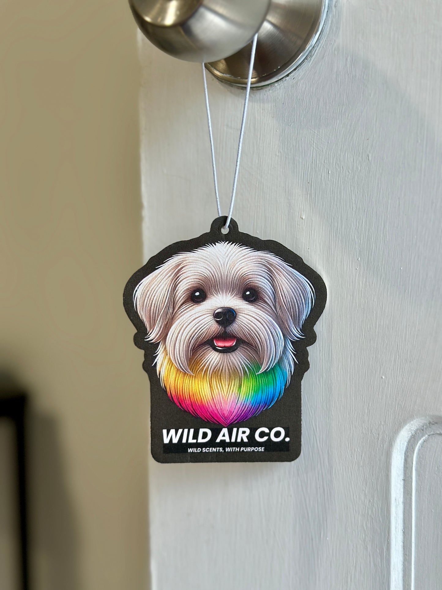 Maltese Dog