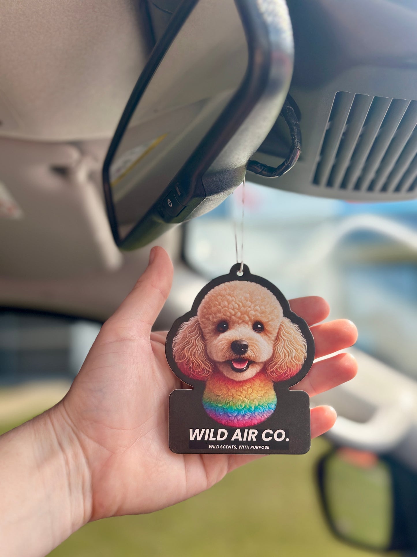 Toy Poodle Dog