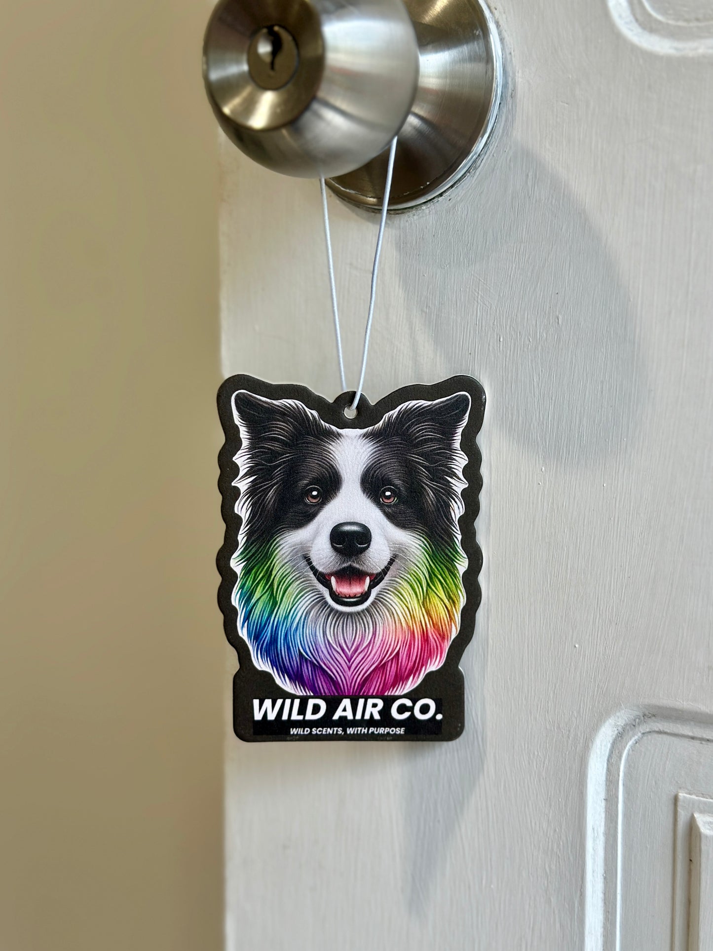 Border Collie Dog