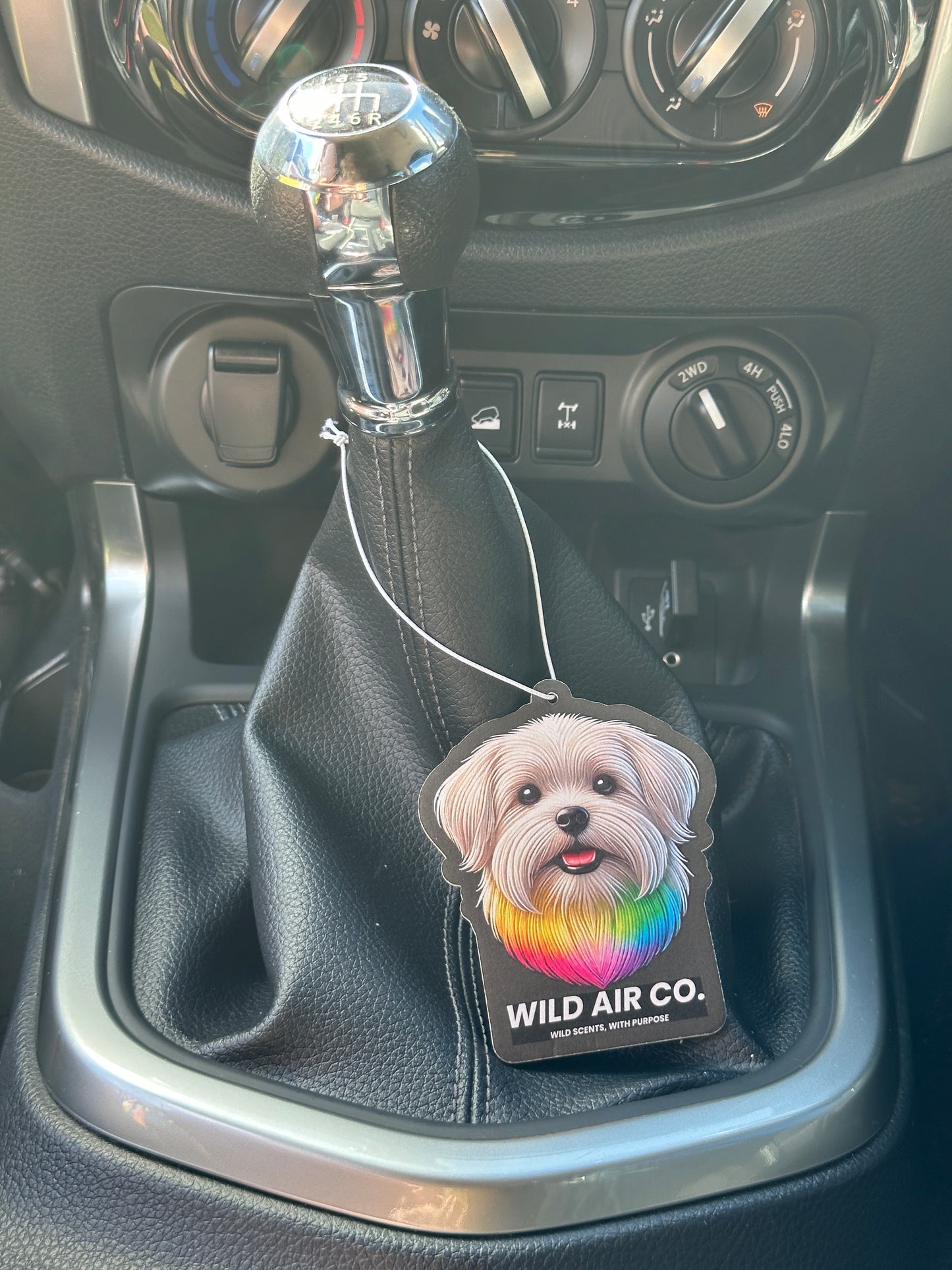Maltese Dog