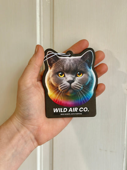 British Shorthair Cat