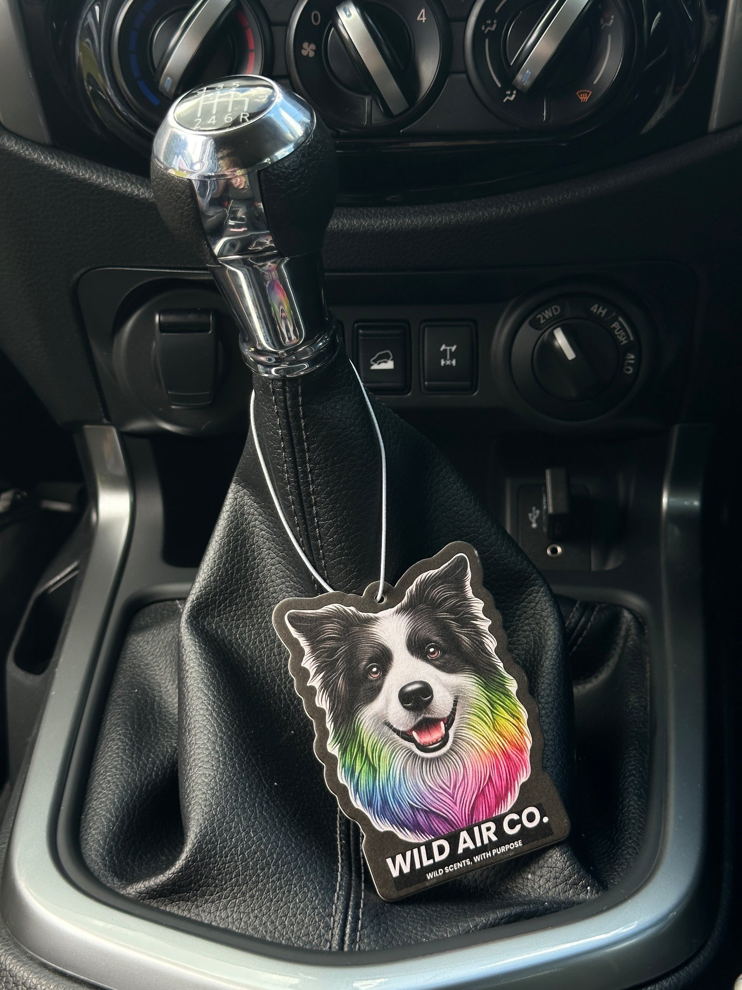 Border Collie Dog