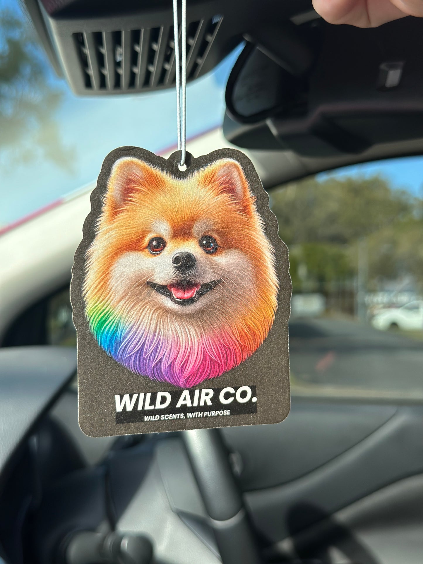 Pomeranian Dog