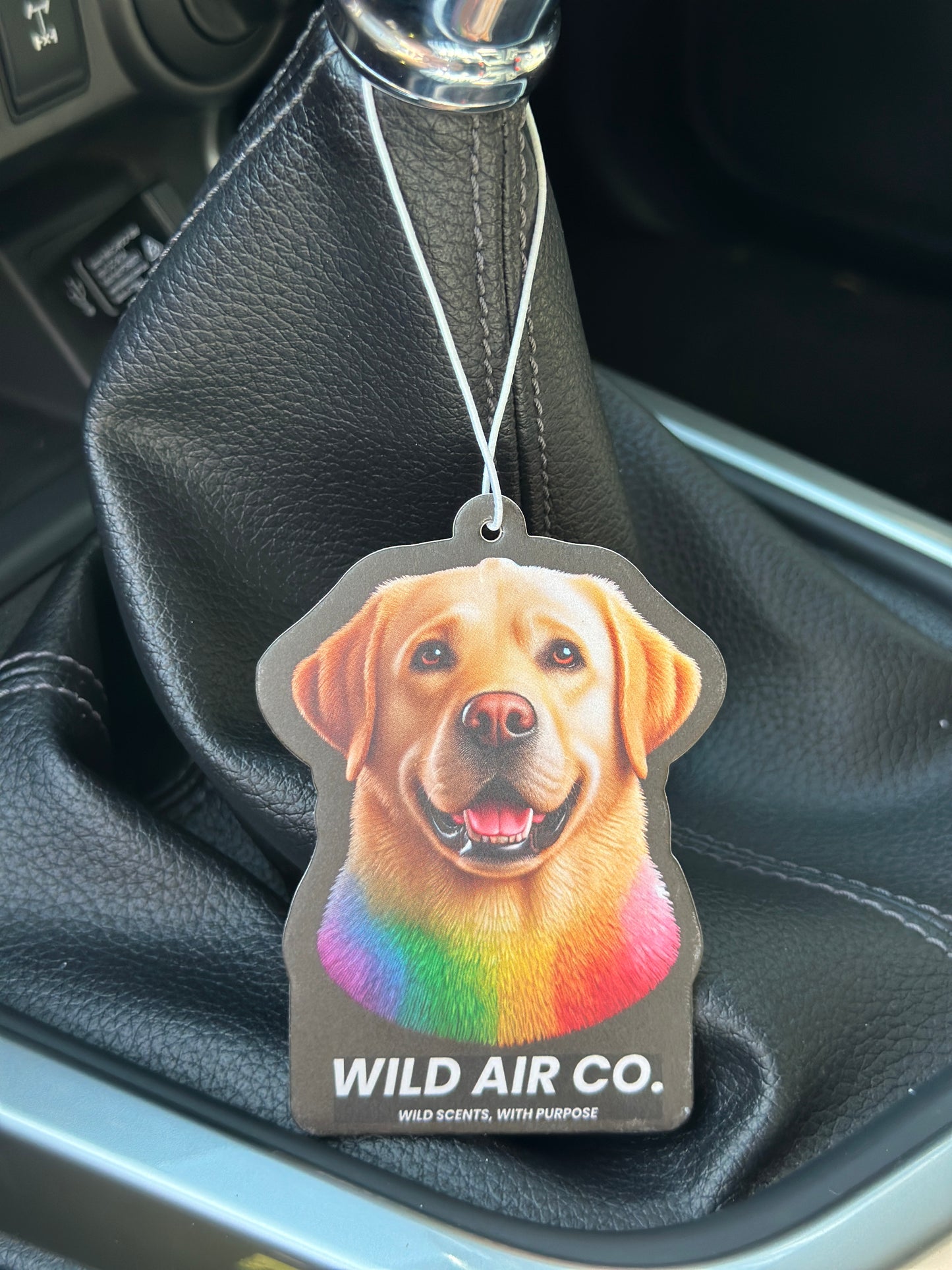 Labrador Dog