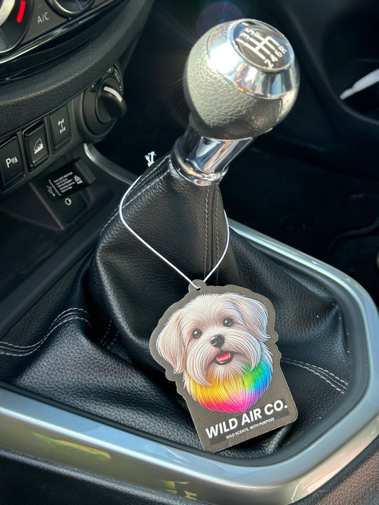 Maltese Dog