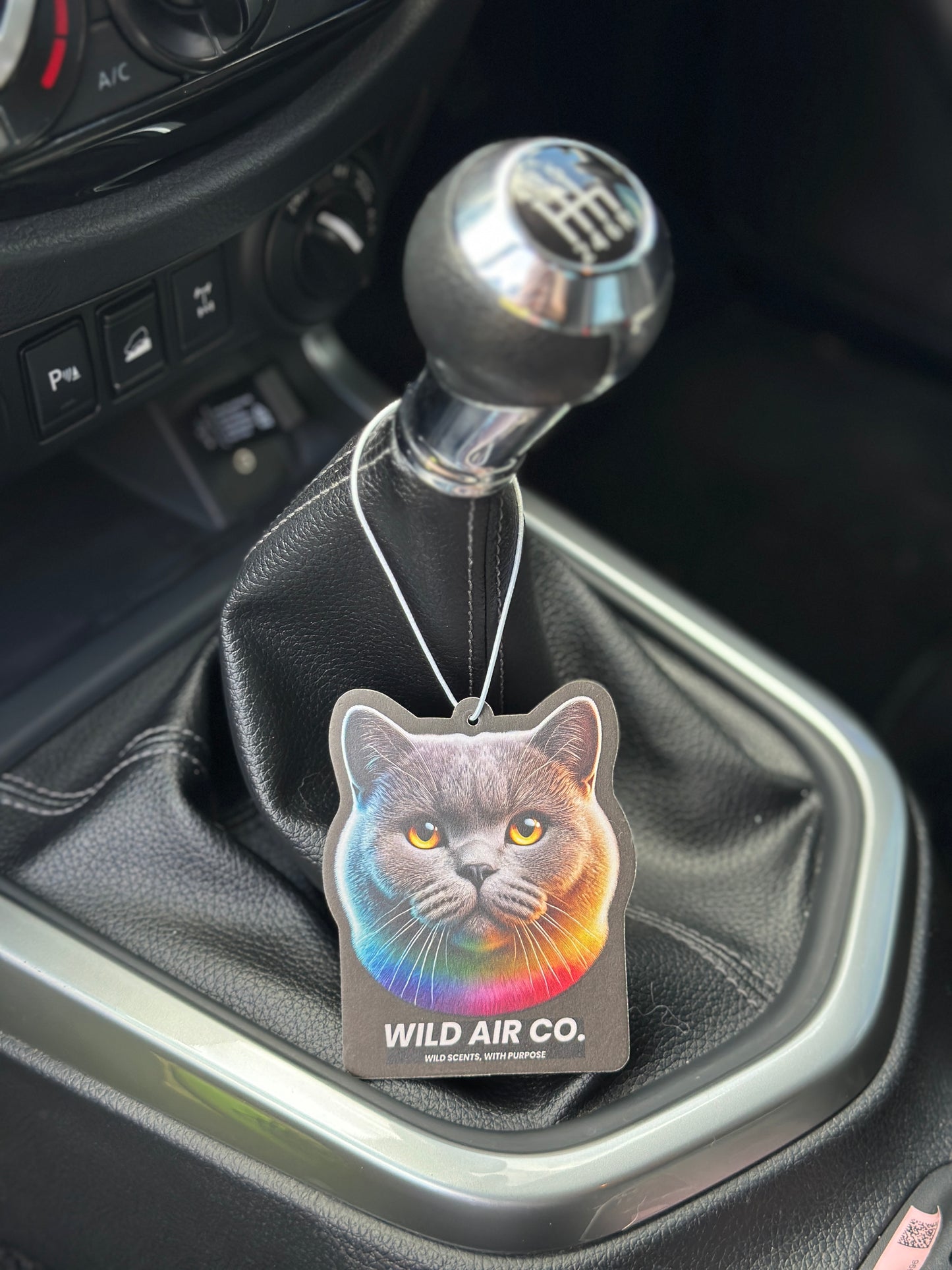 British Shorthair Cat