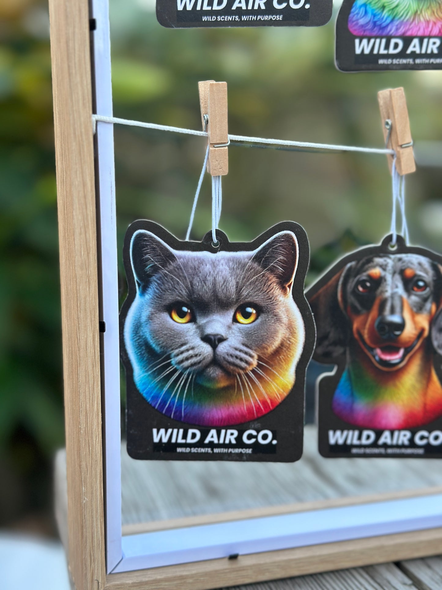 British Shorthair Cat