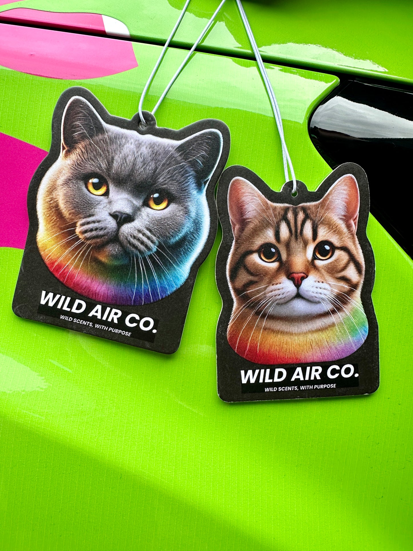 British Shorthair Cat